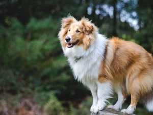 sheep-dog, Longhaired, Collie, Scotch