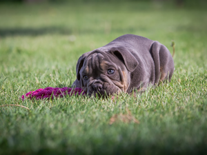 English Bulldog, grass, dog, Puppy, lying