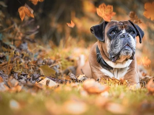 lying, boxer, Leaf, dog