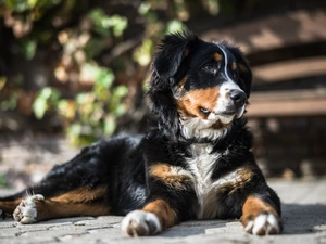 lying, Bernese Mountain Dog