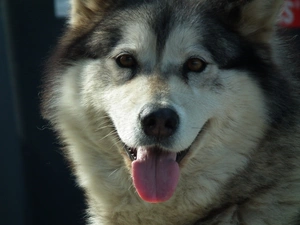 dog, Alaskan Malamute