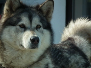 dog, Alaskan Malamute