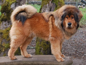 dog, Tibetan Mastiff