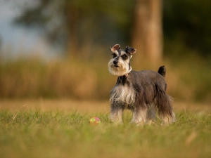 dog, Meadow