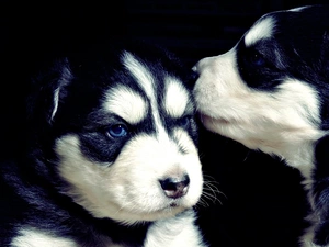 dog, White, Two, mug, black