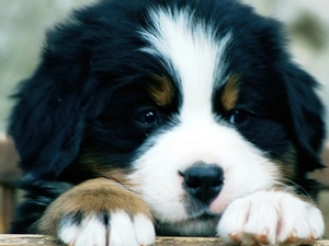 muzzle, Bernese Mountain Dog