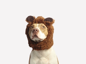 Hat, dog, Pit Bull Terrier