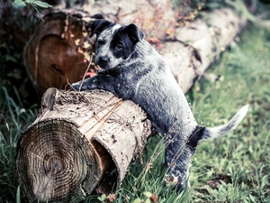 dog, Australian cattle dog, trunk, Puppy