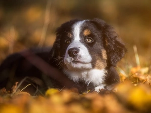 Puppy, Bernese Mountain Dog