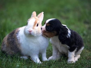 dog, Rabbit