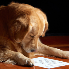 dog, reading