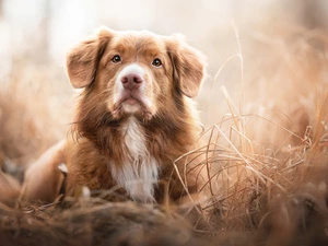 grass, dog, Retriever Nova Scotia