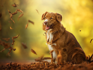 Leaf, dog, Retriever Nova Scotia