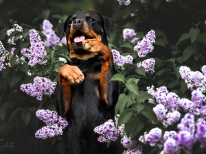 Rottweiler, Flowers, without, dog