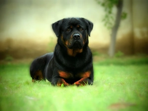 dog, Rottweiler