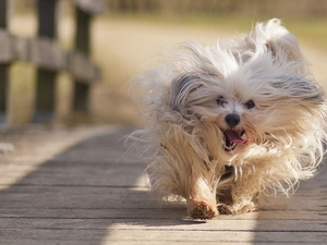 running, Po, Bridge, dog