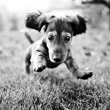dog, running