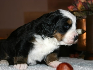 sad, Bernese Mountain Dog