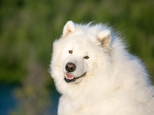 dog, Samojed