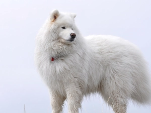 dog, Samojed