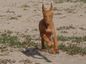 Sand, Dog Pharaoh