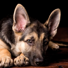 sheep-dog, Resting