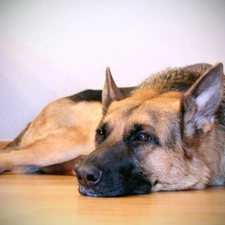 sheep-dog, Resting