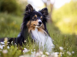 dog, shetland Sheepdog