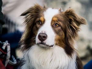 dog, Australian Shepherd