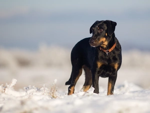 snow, dog, Shepherd French Beauceron