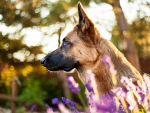 dog, Belgian Shepherd
