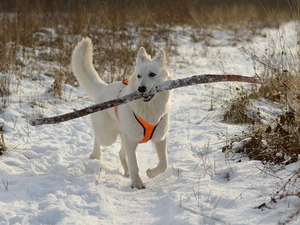 White Swiss Shepherd, winter, apport, Stick, snow, dog