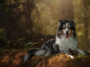 shetland Sheepdog, lying, dog
