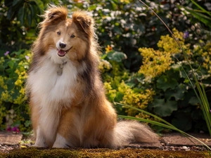 shetland Sheepdog, sitter, dog