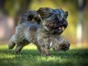 Shih Tzu, running, dog