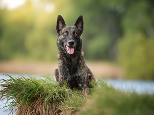 scarp, water, Short Haired Dutch Shepherd, muzzle, dog