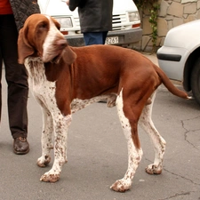 dog, shooting, Italian Shorthair Pointer