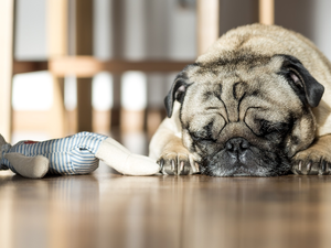 sleepy, pug, toy, dog