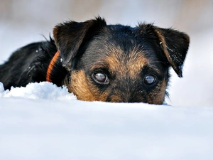 dog, shooting, german, snow, terrier