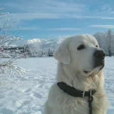 dog-collar, Leather, Head, Tatra Sheepdog