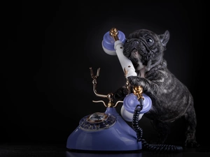 dog, Telephone