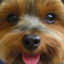 dog, Yorkshire Terrier, muzzle