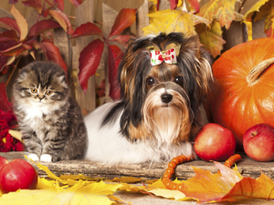 Beaver yorkshire terrier, cat, pumpkin, apples, Leaf, dog
