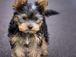 dog, Yorkshire Terrier