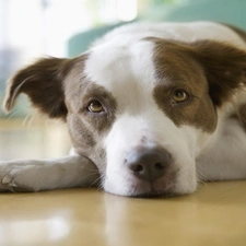 dog, thoughtful