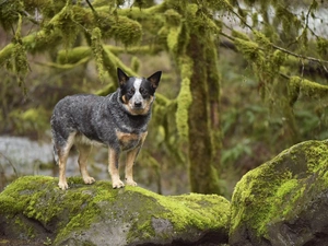 rocks, dog, trees, viewes, Moss, Australian cattle dog
