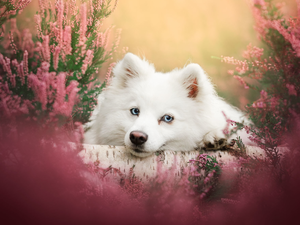 White, point, heathers, dog