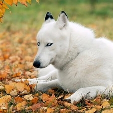 White, dog, Leaf