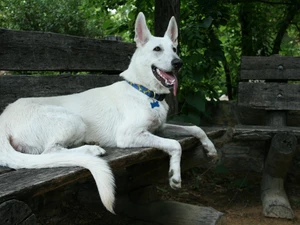 Wooden, Bench, sheep-dog, Swiss, White
