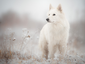Meadow, dog, White Swiss Shepherd